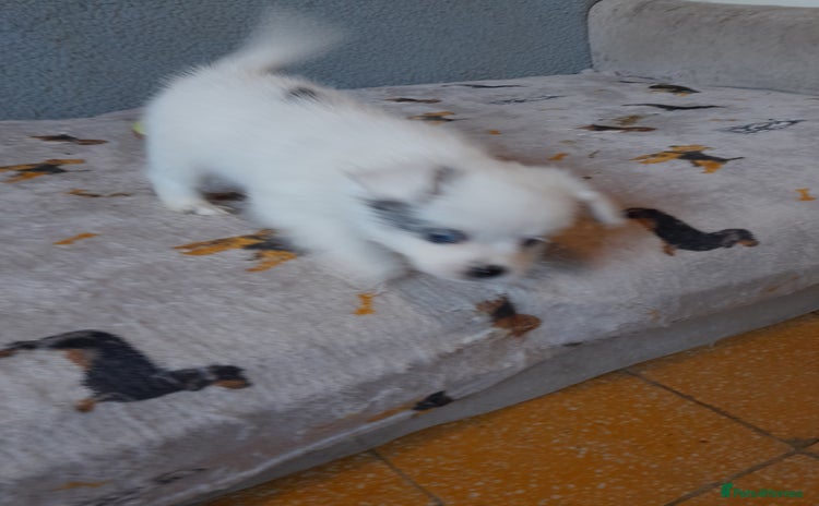 Pomeranian dogs - Advert 1