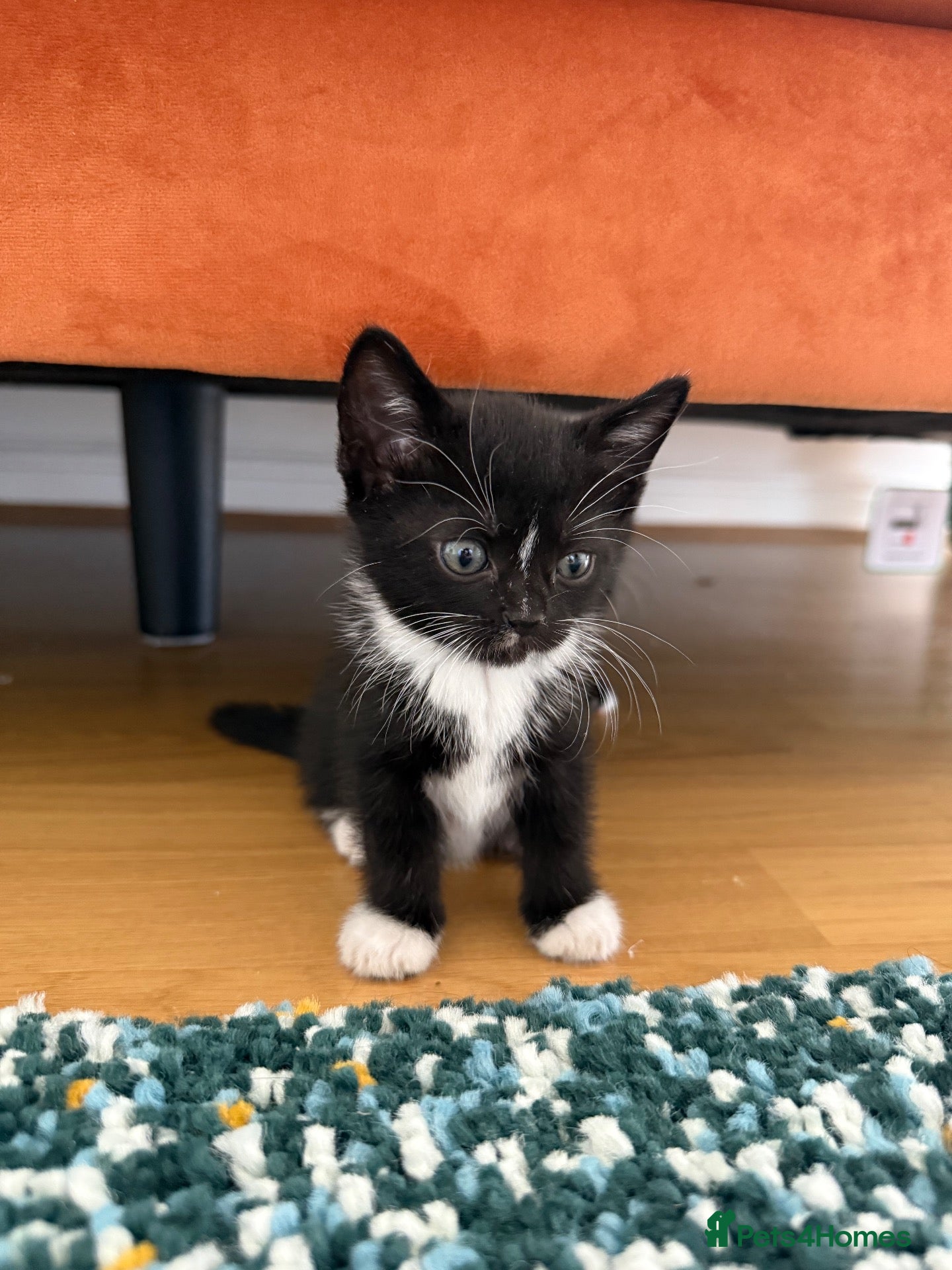 Mixed Breed cats Beautiful Bombay × Turkish Van Kittens - Advert 2
