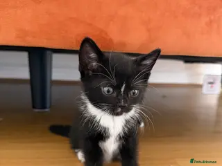 Mixed Breed cats Beautiful Bombay × Turkish Van Kittens - Advert 1