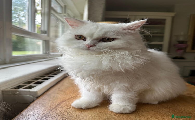Persian cats - Advert 1