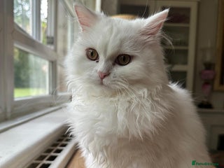 Persian cats - Advert 36