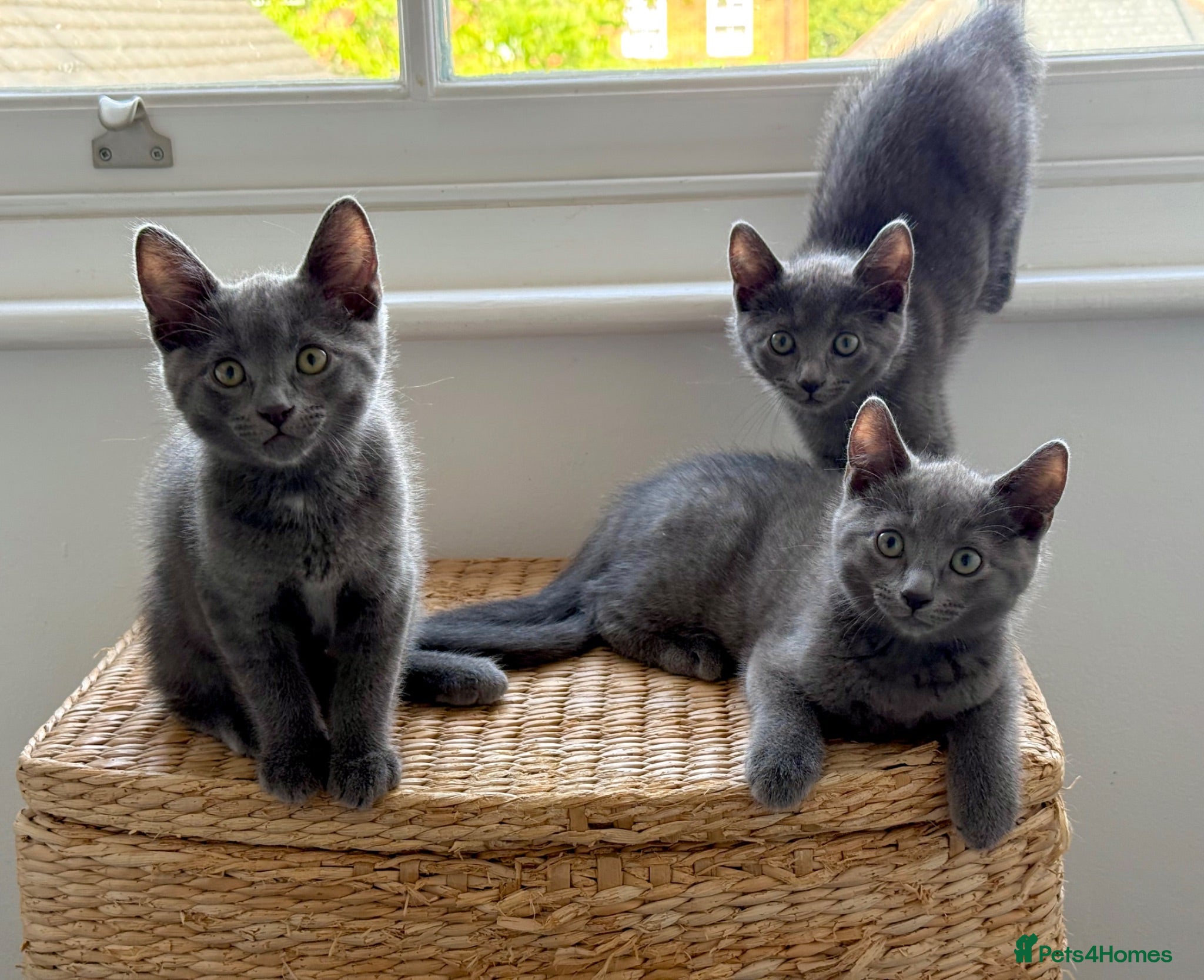 Russian Blue cats Beautiful Russian Blue Kittens | Ready now - Advert 7