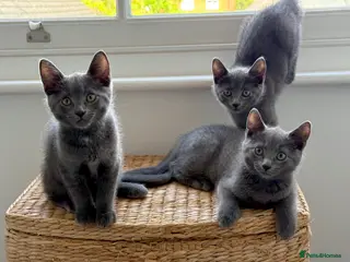 Russian Blue cats Beautiful Russian Blue Kittens | Ready now - Advert 5