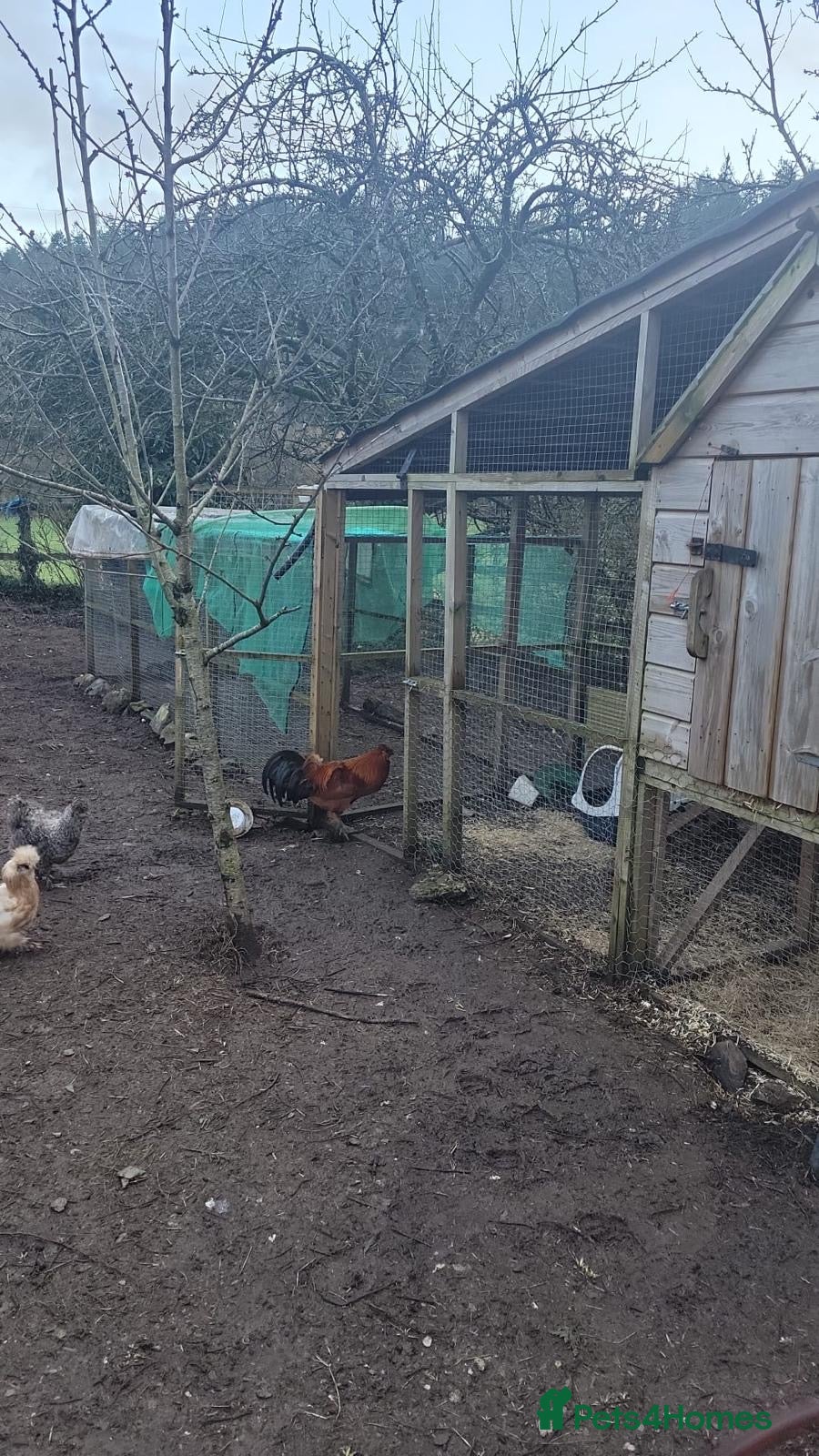 Mixed Breed livestock 16 chickens plus professional coop and run in Newton Abbot - Advert 2