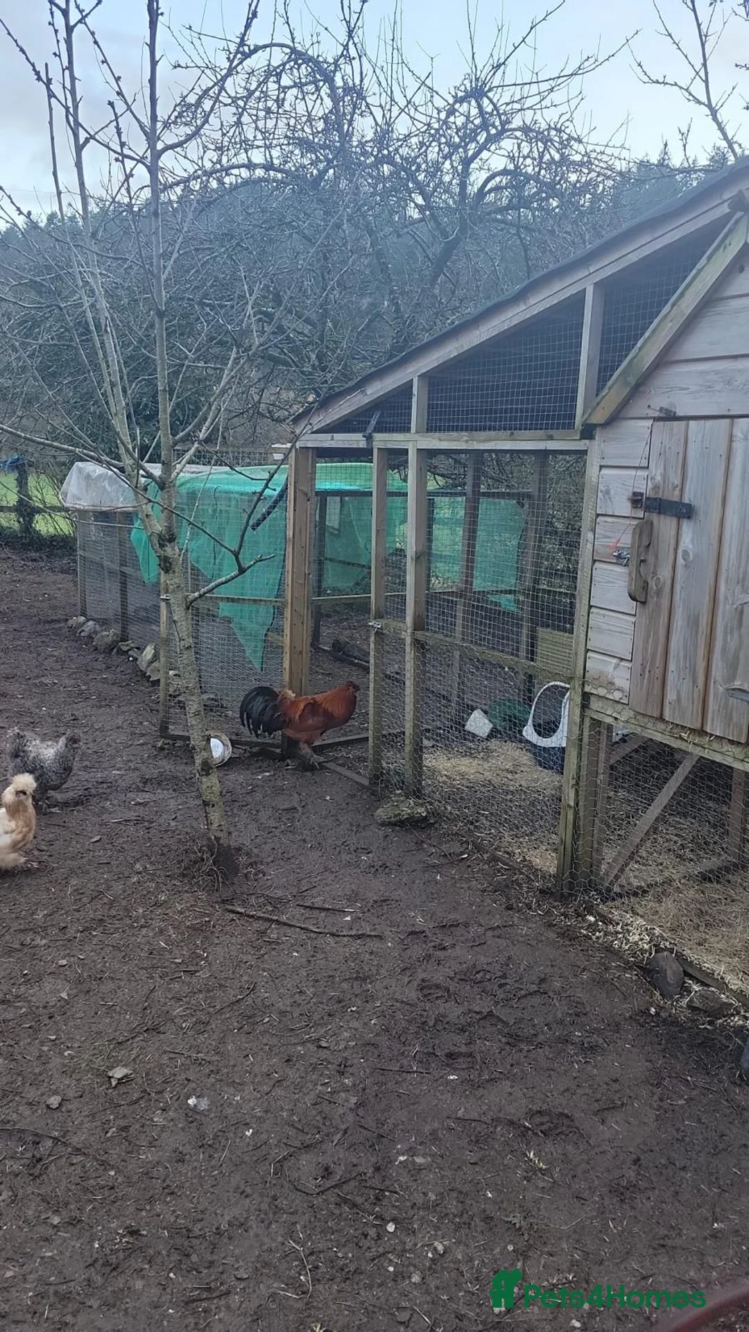 Mixed Breed livestock for sale: 16 chickens plus professional coop and run in Newton Abbot - Advert 1