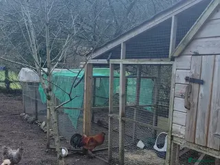 Mixed Breed livestock 16 chickens plus professional coop and run in Newton Abbot - Advert 2