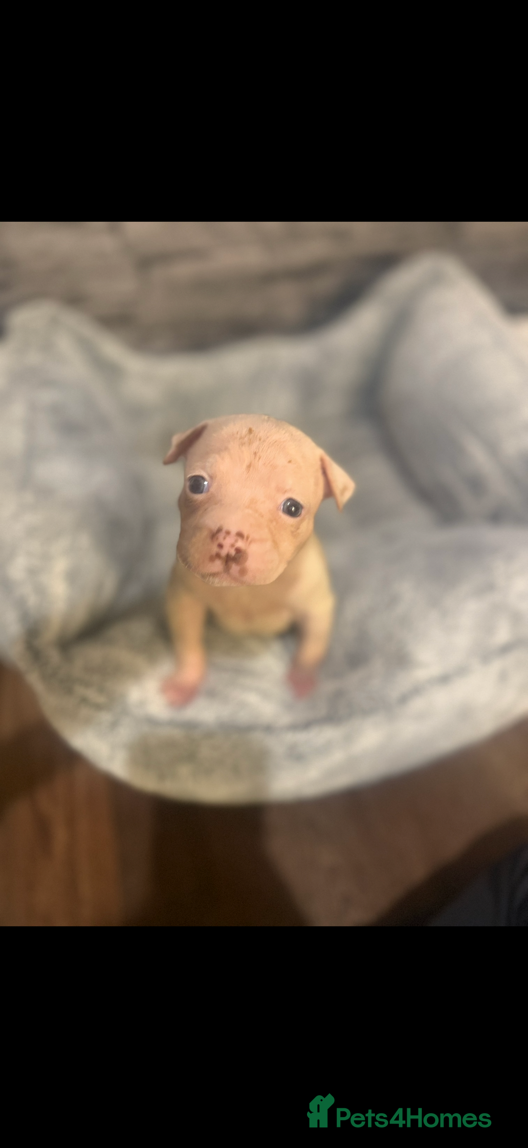 American Bulldog dogs for sale: American bulldog - Image 10