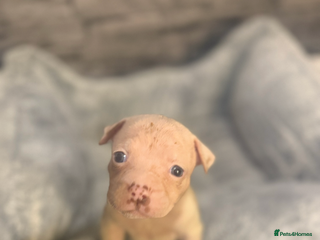 American Bulldog dogs - Advert 16