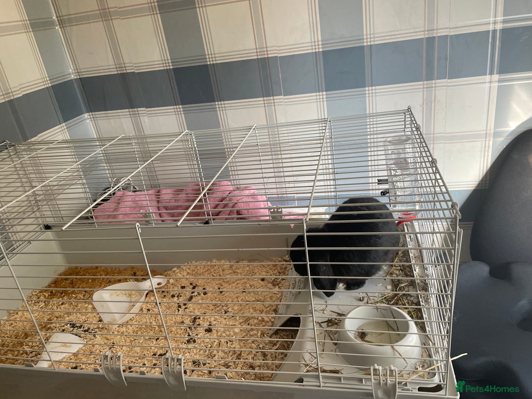 English rabbits for sale: Friendly Black rabbit  - Image 3