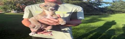 Whippet dogs for sale: Exceptional litter of KC whippets - Advert 6