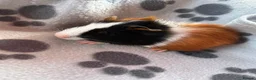 Guinea Pig rodents for sale: Baby Male Guinea Pigs For Sale - Advert 9