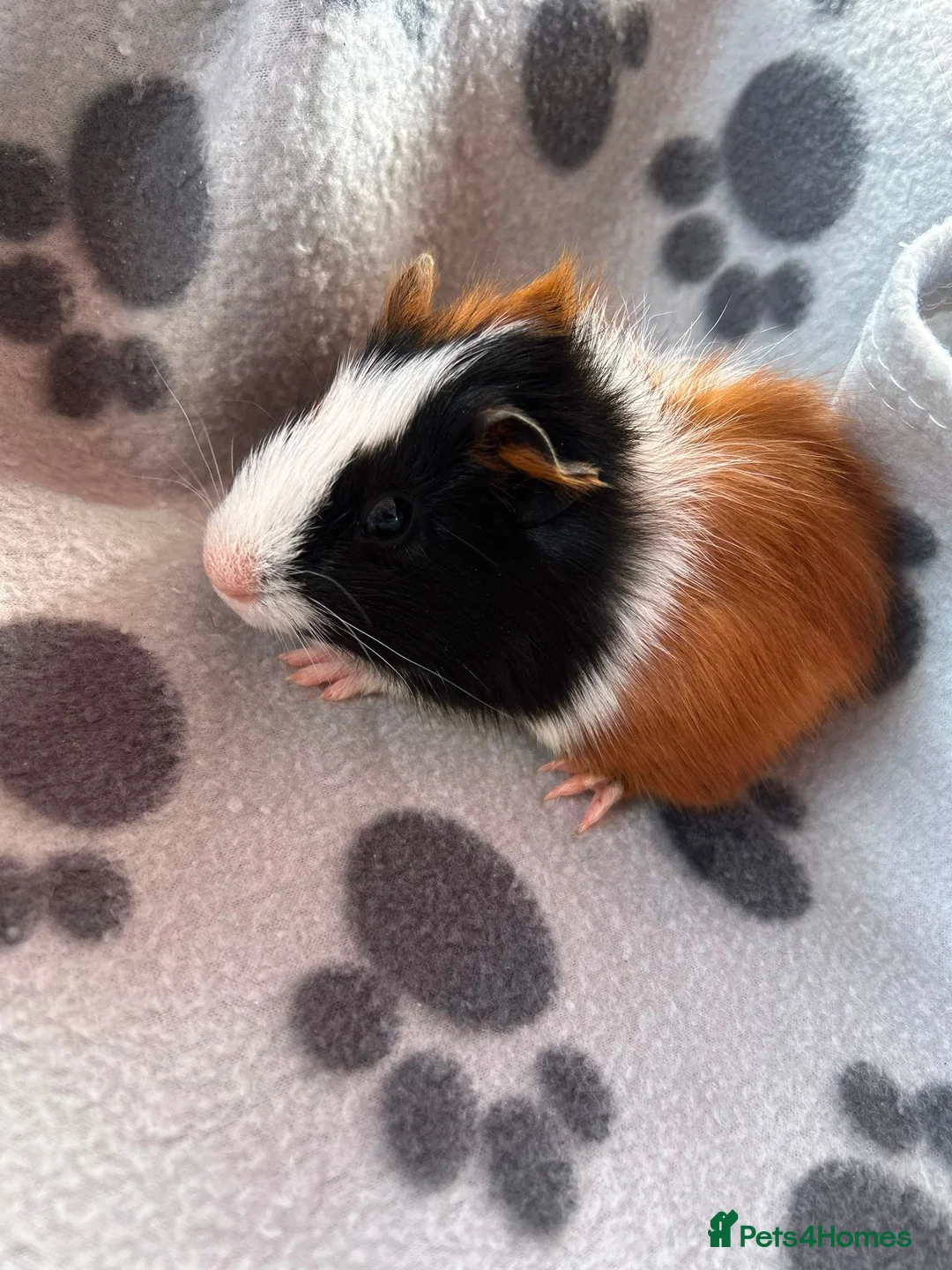 Guinea Pig rodents for sale: Baby Male Guinea Pigs For Sale - Advert 9