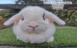 Mini Lop rabbits for sale: Various Adult  Mini Lop Female  - Image 2