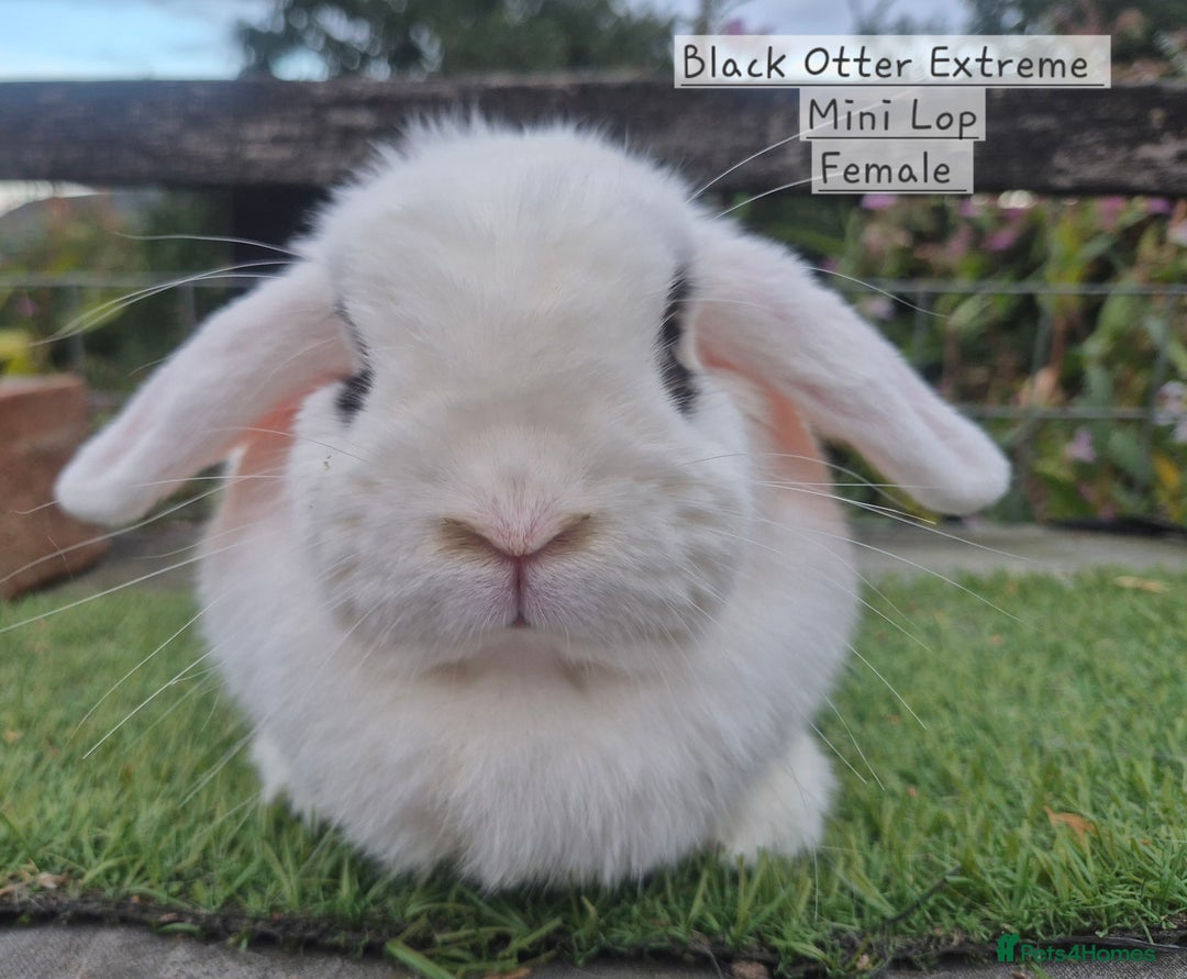 Mini Lop rabbits for sale: Various Adult  Mini Lop Female  - Image 2