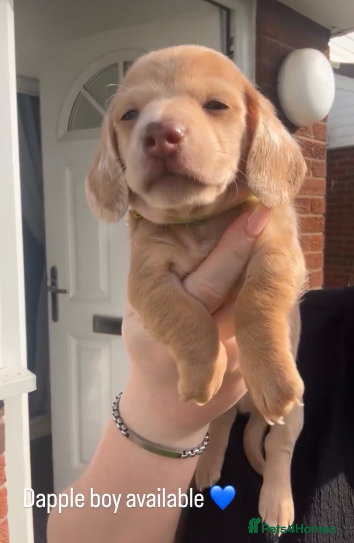 Dachshund dogs 3 smooth haired 1 long haired for sale!  - Advert 2