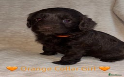 Cavapoo dogs for sale: 🐶 F1 CAVAPOO PUPPIES HEALTH TESTED PARENTS 🐶 - Advert 28