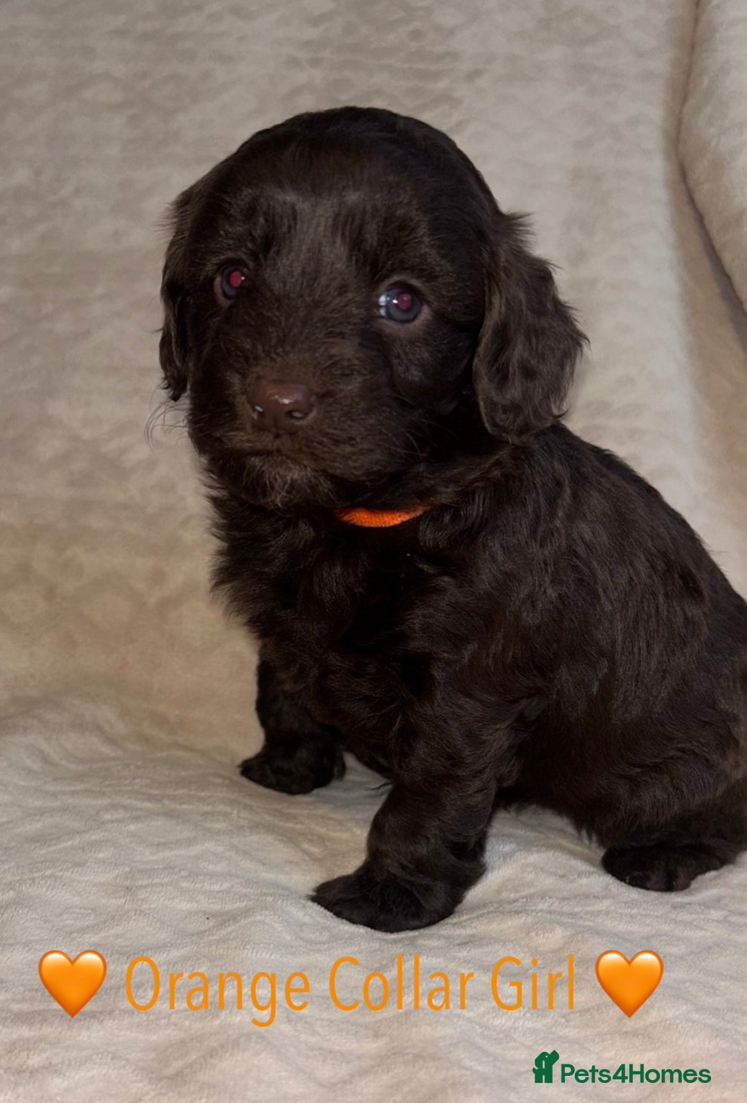 Cavapoo dogs for sale: 🐶 F1 CAVAPOO PUPPIES HEALTH TESTED PARENTS 🐶 - Advert 28