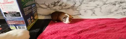 Guinea Pig rodents for sale: 2 pairs of brothers  - Advert 5