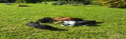 Jack Russell dogs for sale: Jack Russell puppies  - Advert 8