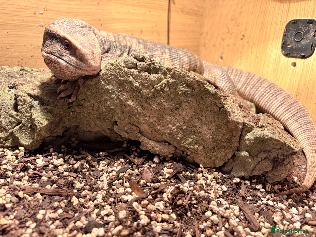 Monitor reptiles for sale: Bosc Monitor  in Bedworth - Advert 1