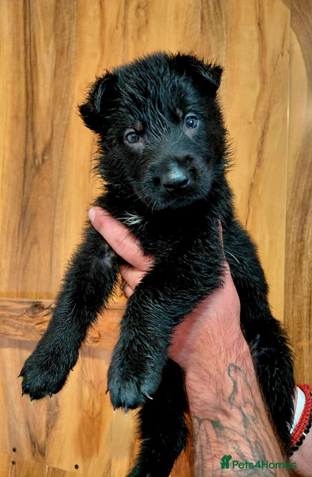 German Shepherd dogs for sale: KC reg GSD puppies  - Image 3