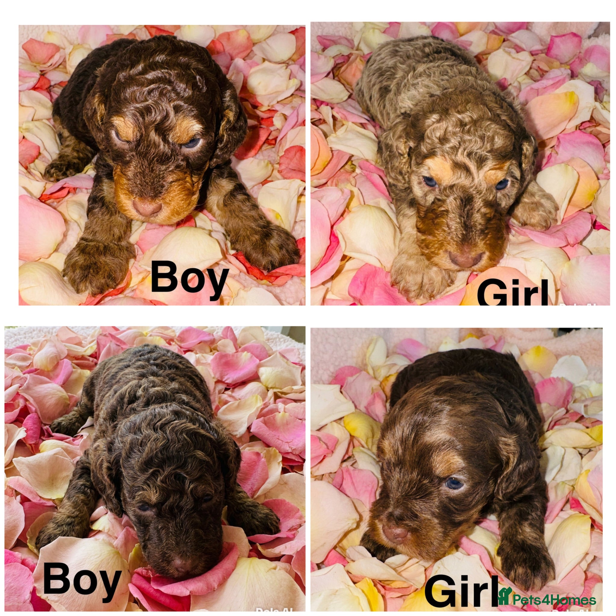 Cockapoo dogs DNA TESTED, Stunning Cockapoo Pups,Ready 5th June  - Advert 16