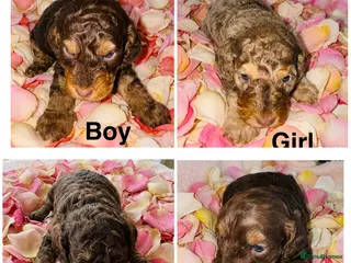 Cockapoo dogs DNA TESTED, Stunning Cockapoo Pups,Ready 5th June - Advert 1