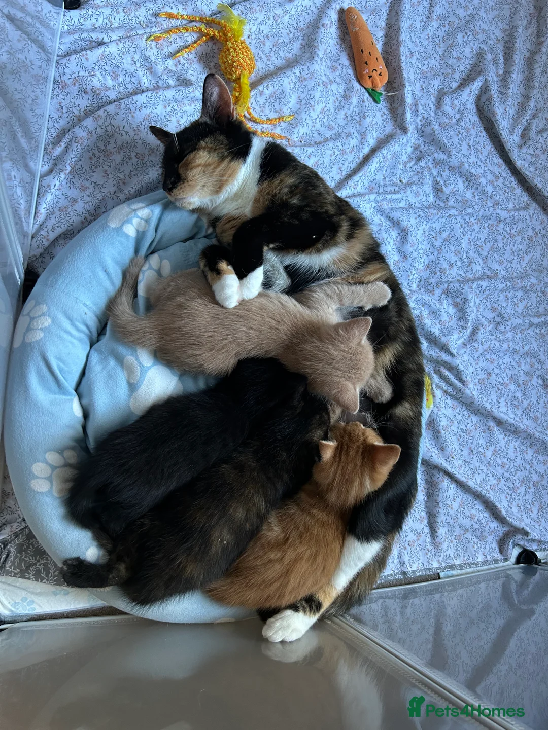 Domestic Shorthair cats for sale: Kitties looking for forever homes  - Advert 12