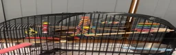 Budgerigars birds for sale: Two male budgies with cage and accessories - Advert 5