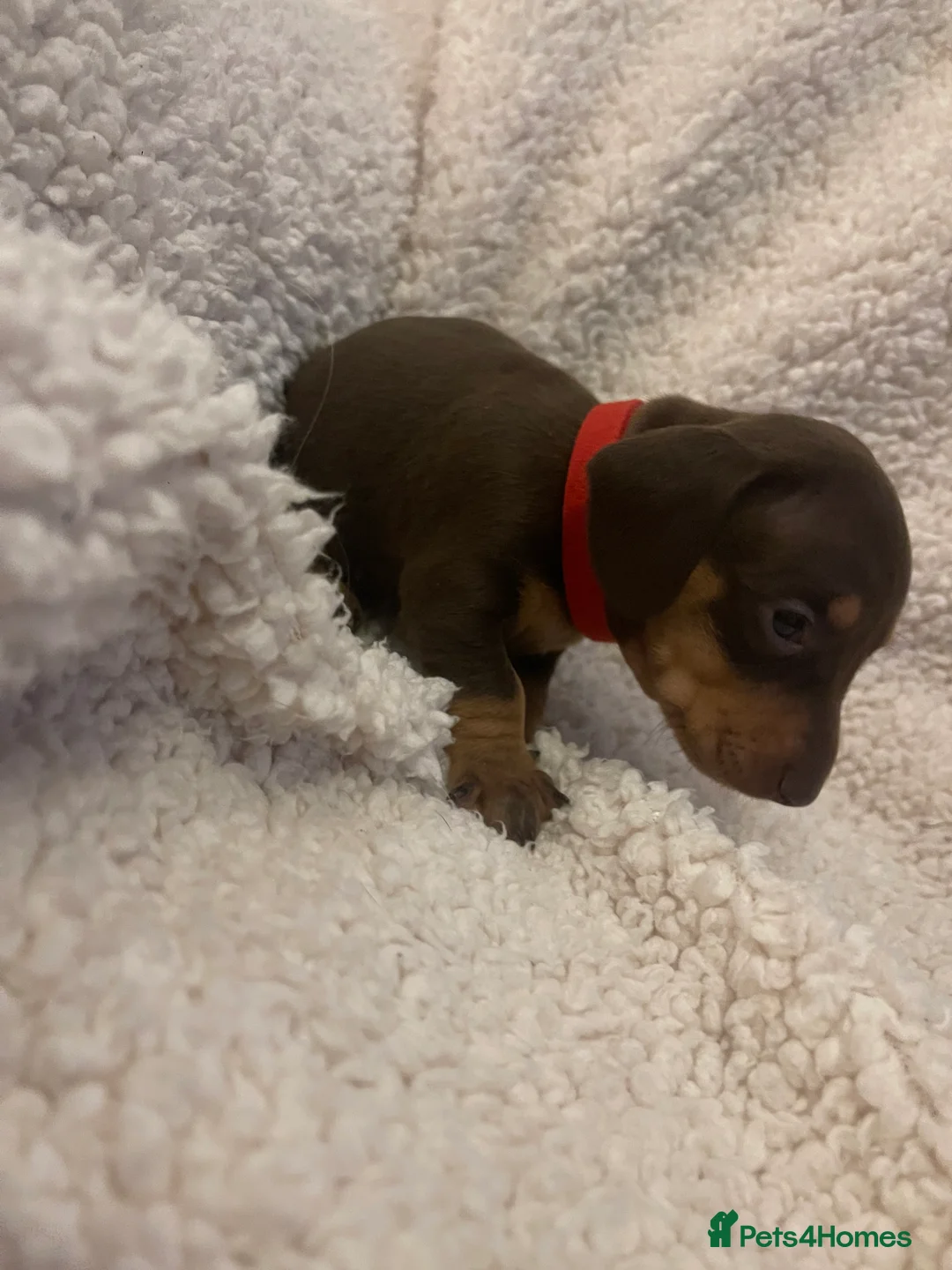 Dachshund dogs for sale: 4 female miniature dachshund puppies for sale  - Advert 5