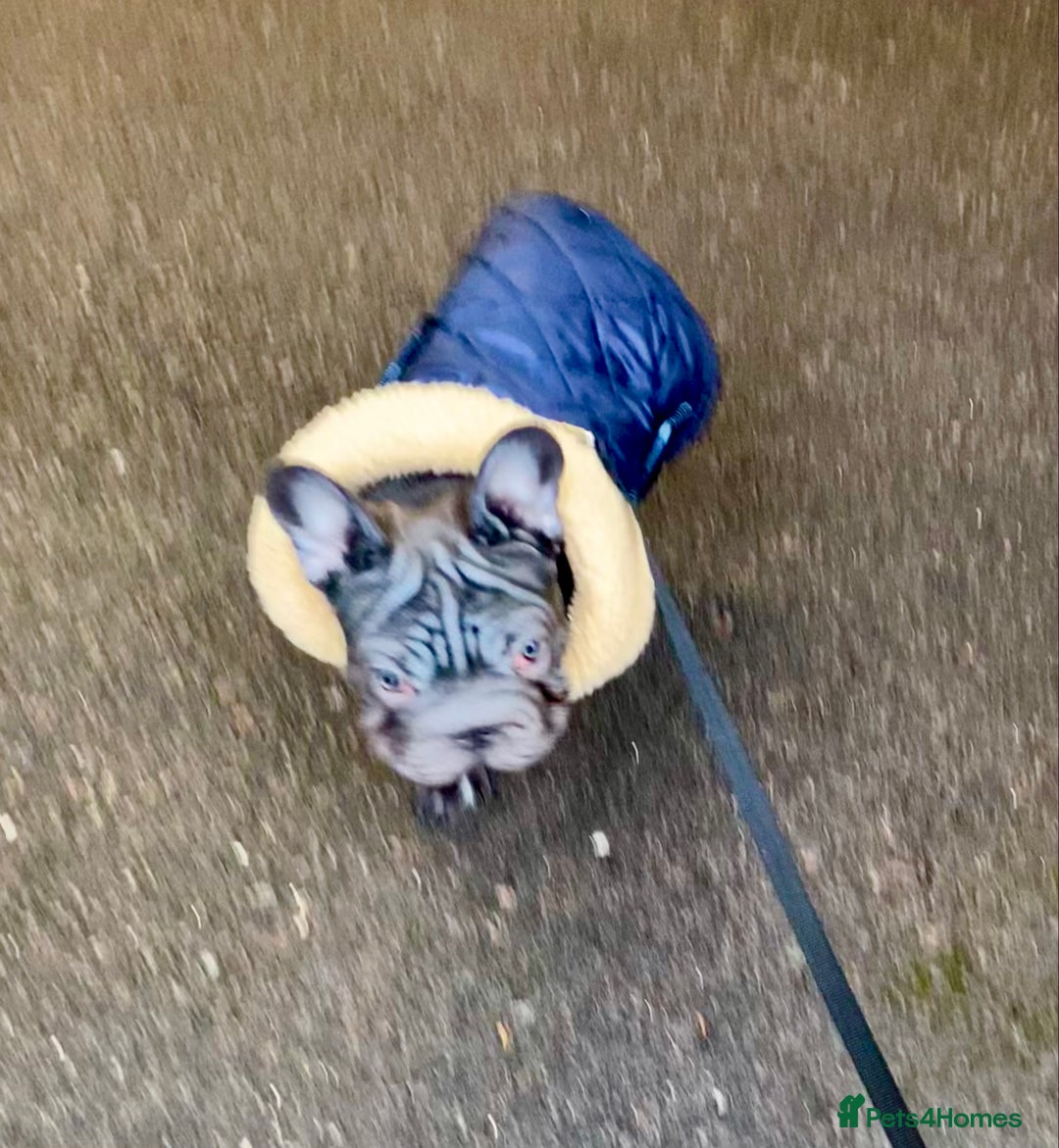French Bulldog dogs for sale: LEFT 1 French Bulldog Girl 🐶  & 1 Boys 🐶❤️ - Advert 11