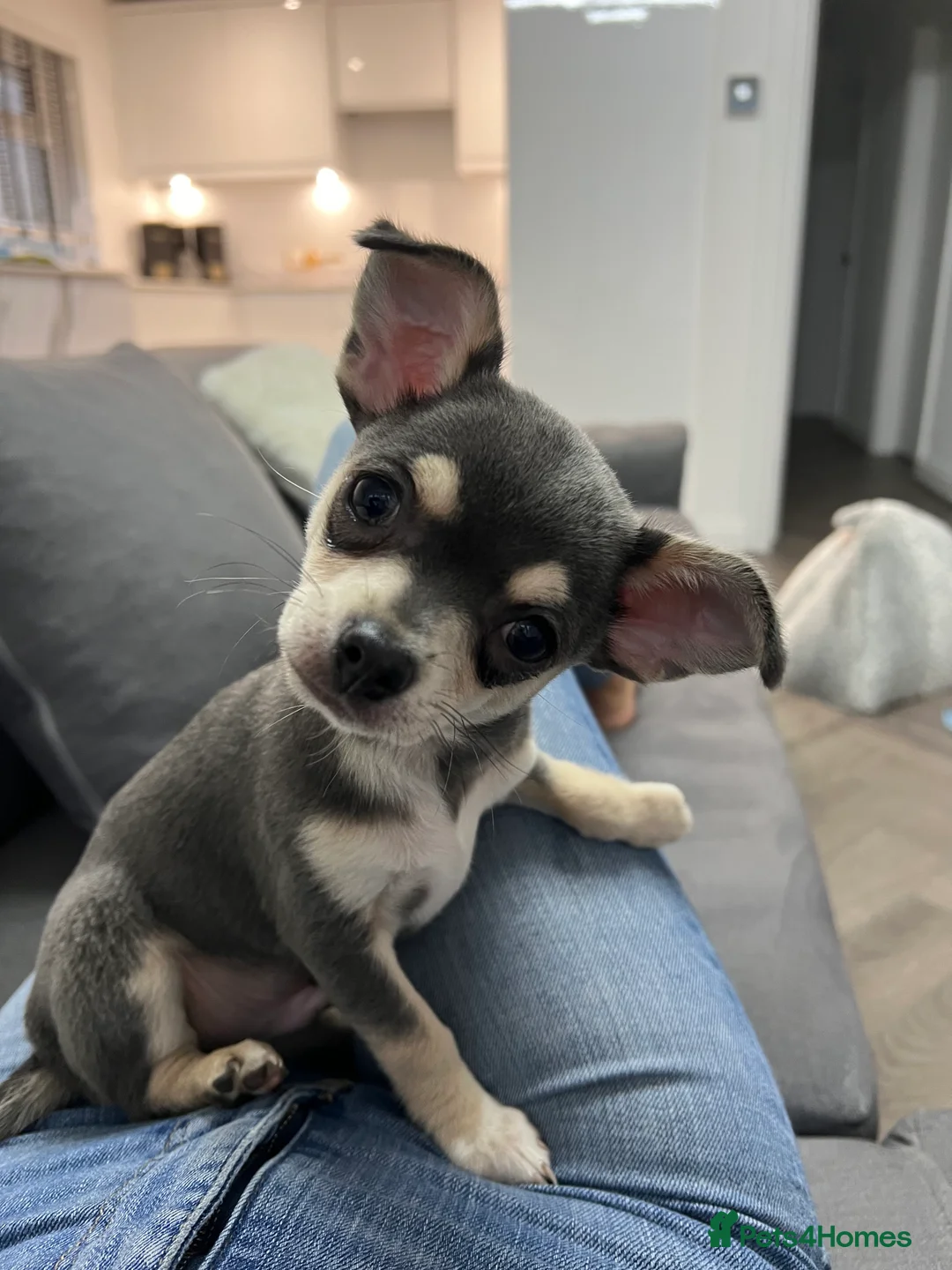 Chihuahua dogs for sale: Stunning blue & tan Chihuahua boy - Advert 1