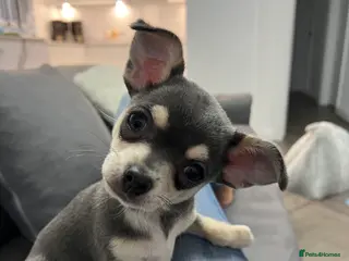 Chihuahua dogs Stunning blue & tan Chihuahua boy - Advert 7