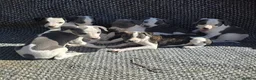 Whippet dogs for sale: Whippet puppies  in Tonbridge - Advert 5