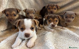 Jack Russell dogs for sale: Stunning Minature Jack Russell - Image 1