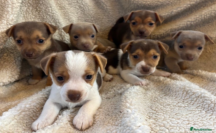 Jack Russell dogs - Advert 1