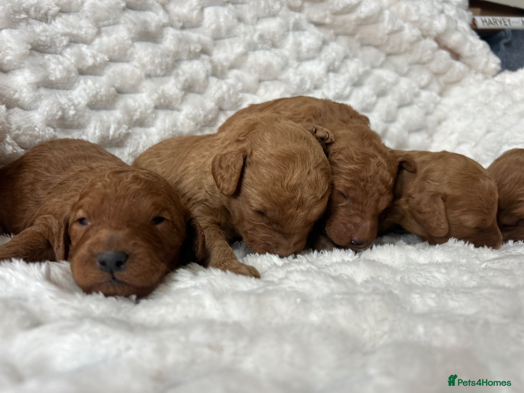 Labradoodle dogs for sale: F1b labradoodle farm raised health tested parent  - Advert 1