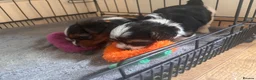 Biewer Terrier dogs for sale: 5 beautiful puppies  - Advert 9