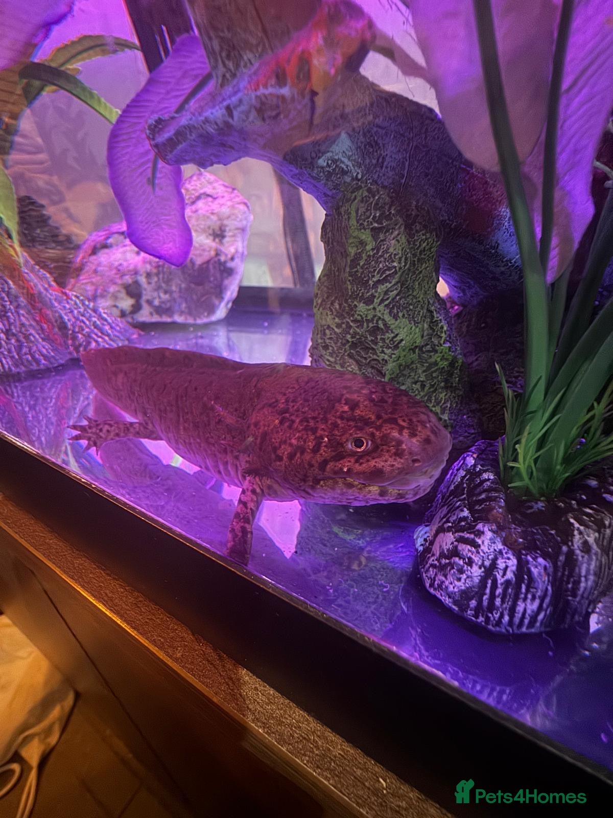Axolotl reptiles Full Axolotl set up plus Fluval Tank - Advert 6
