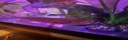 Axolotl reptiles for sale: Full Axolotl set up plus Fluval Tank - Advert 1