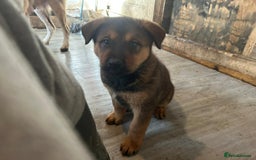 Mixed Breed dogs for sale: 2 akita x rottweiler pups  - Image 10