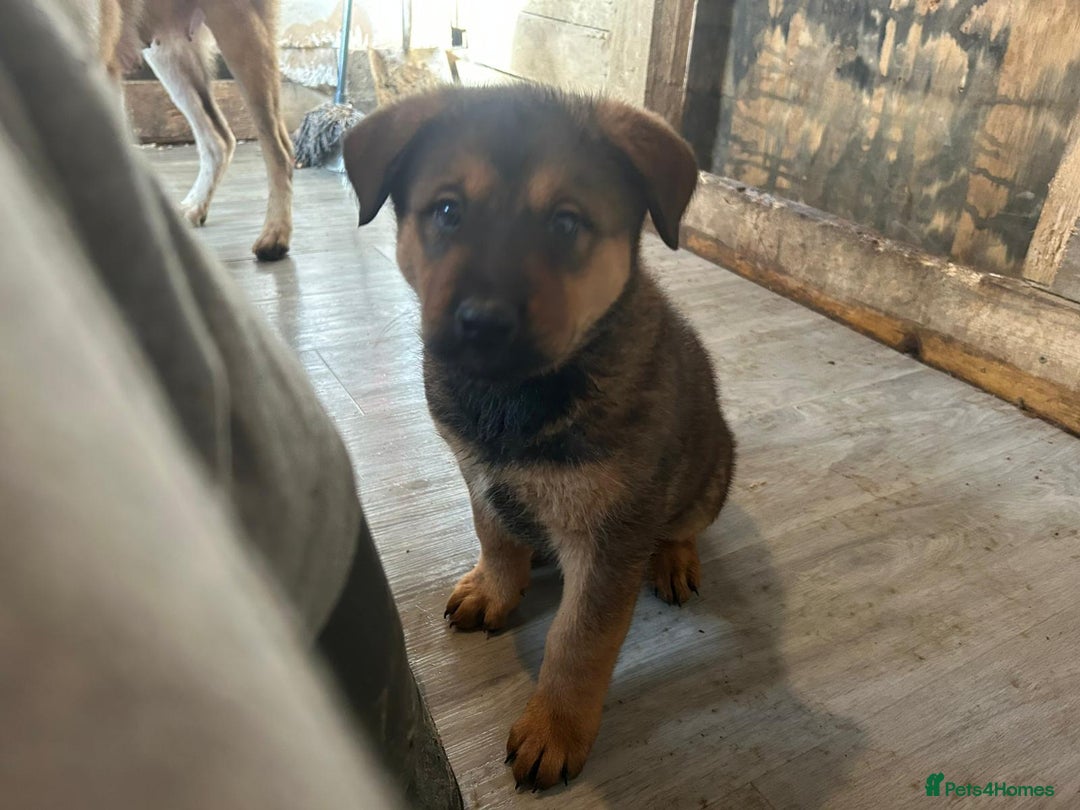 Mixed Breed dogs for sale: 2 akita x rottweiler pups  - Image 10