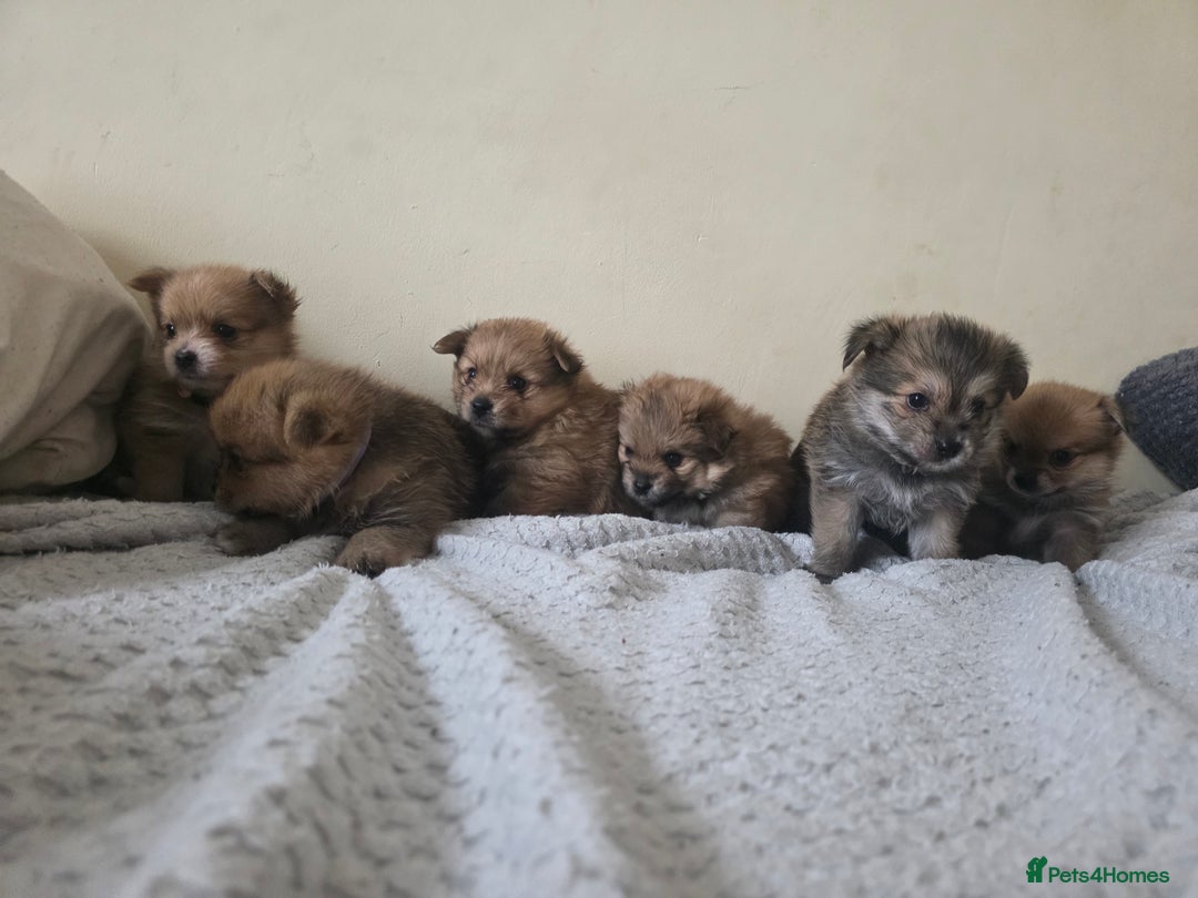 Mixed Breed dogs for sale: Yorkie-pom puppies Last boy left! - Advert 8