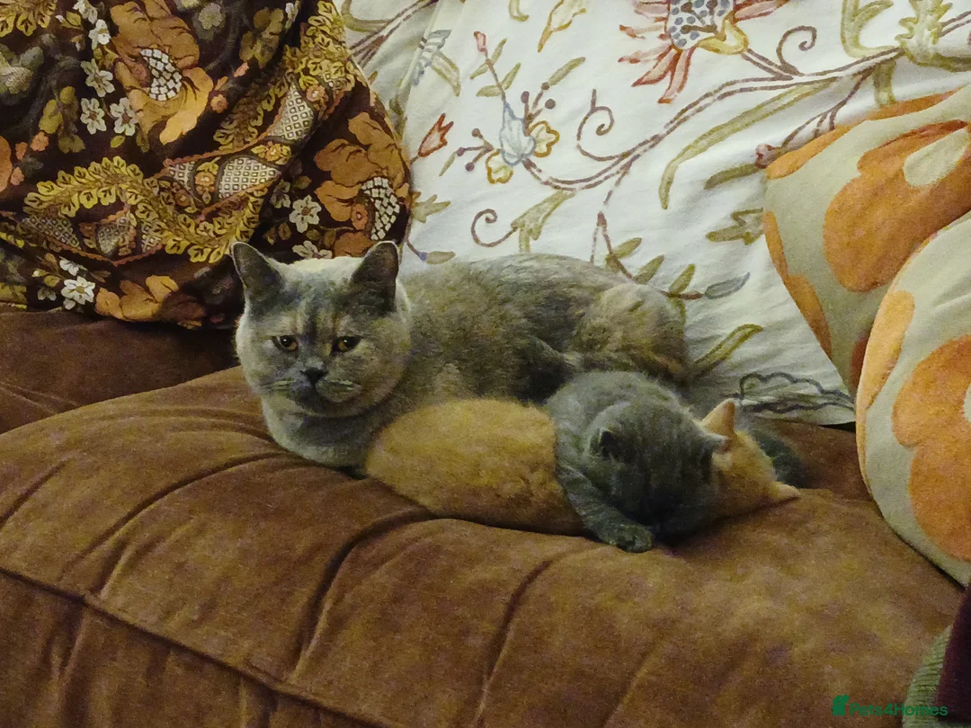 British Shorthair cats for sale: Gorgeous BSH (rare) red girl 🧡 and blue boy 💙 - Advert 8