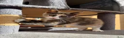 Maine Coon cats for sale: TORTOISESHELL MAINE COON X KITTENS - Advert 8