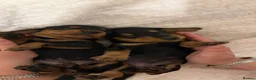 Miniature Dachshund dogs for sale: Miniature dachshunds - Advert 6