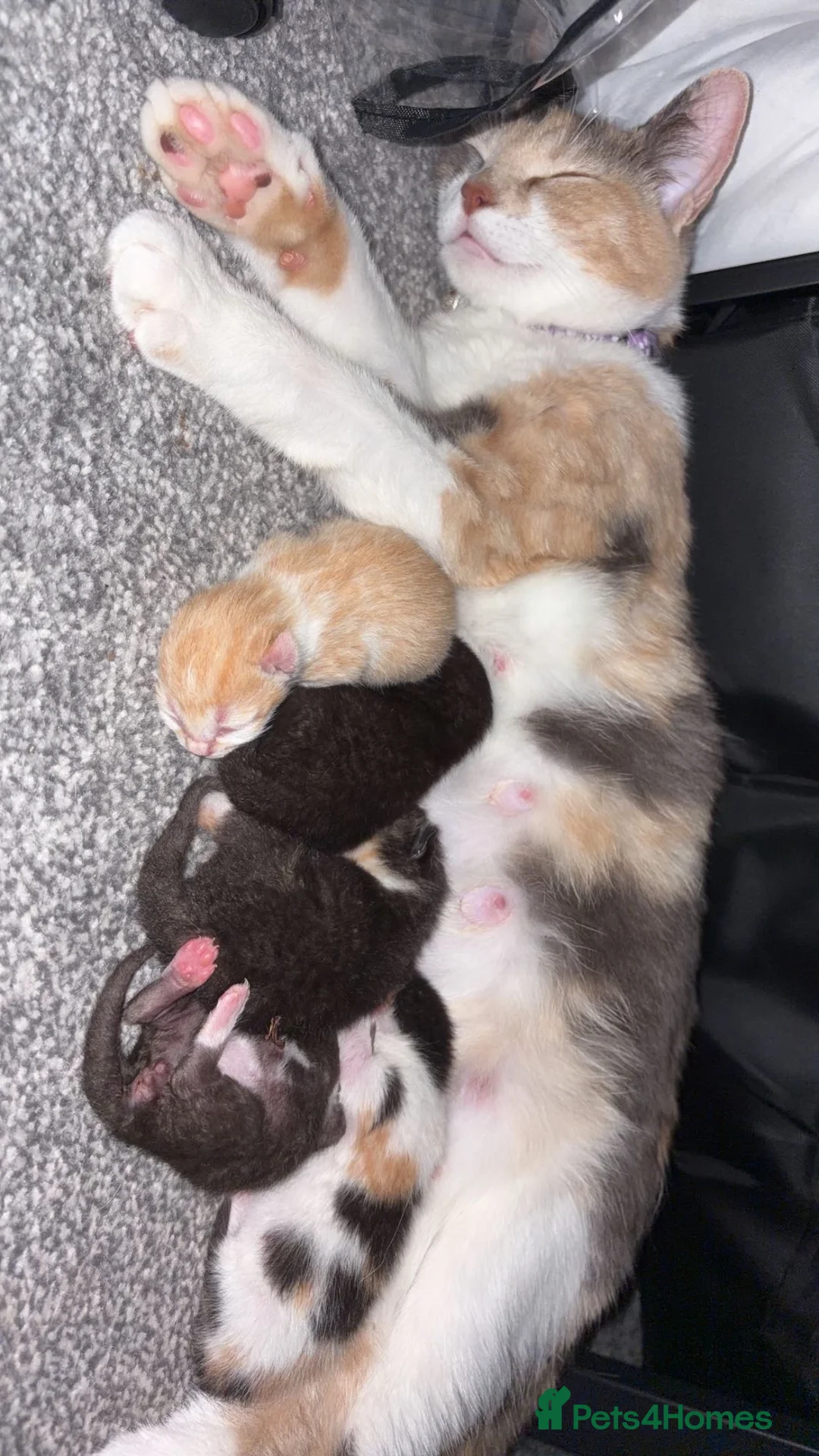 Mixed Breed cats for sale: 5 Beautiful kittens for sale  in Henley-in-Arden - Advert 12