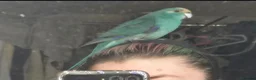Parakeets birds for sale: Blue Kakariki Male 2.5 years old in New Malden - Advert 2