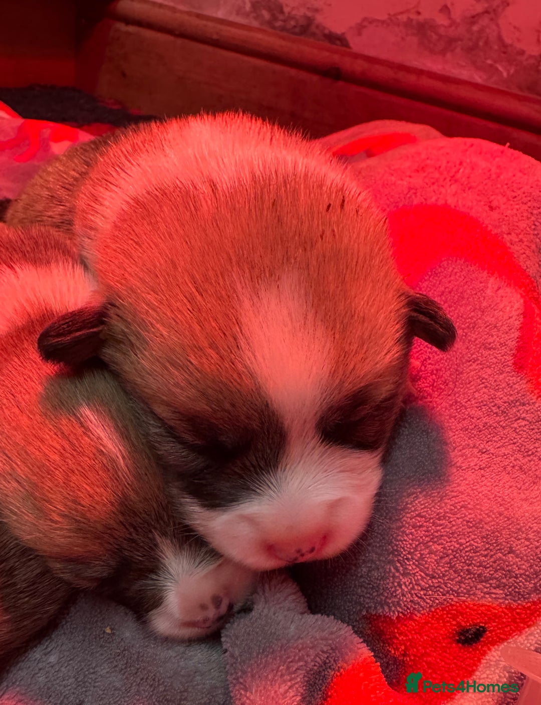 Welsh Corgi Pembroke dogs for sale: Naturally bobbed unique babies - Image 13