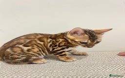 Bengal cats for sale: Stunning Bengal GIRL Kitten, TICA– ready 12/08/25 - Image 2